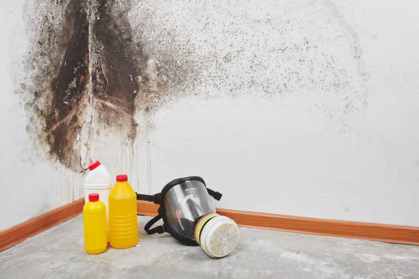 Delisle, MS Mold Removal Company