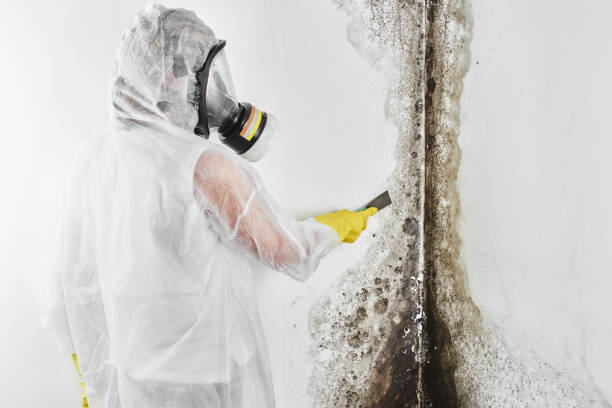Best Mold Damage Repair  in Delisle, MS