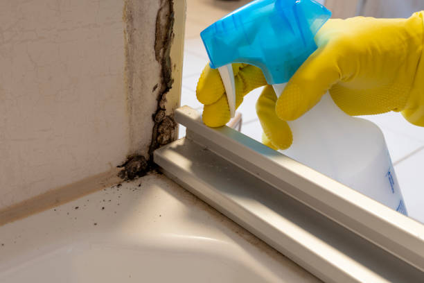 Best Affordable Mold Removal  in Delisle, MS
