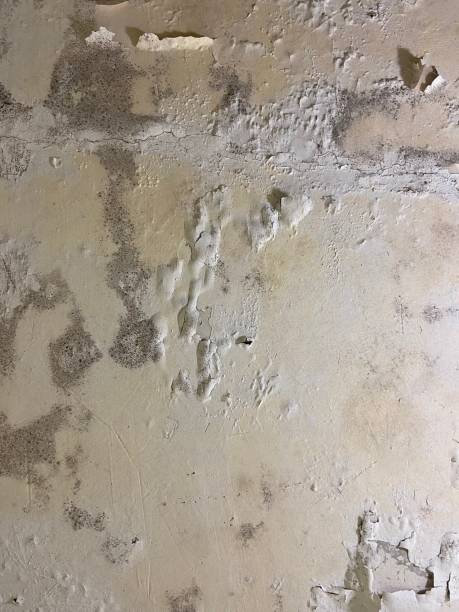 Best Emergency Mold Removal  in Delisle, MS