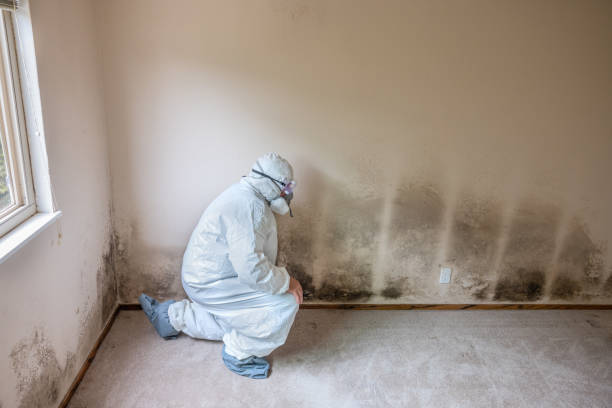 Best Certified Mold Removal  in Delisle, MS