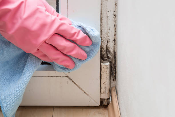Crawl Space Mold Removal in Delisle, MS